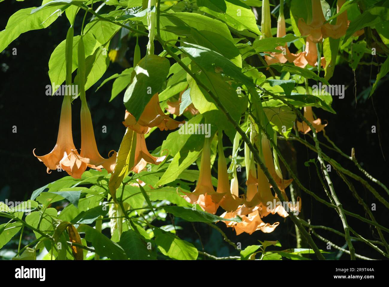 Gros plan des orchidées, jardin du géant endormi, Nadi, Fidji. Banque D'Images