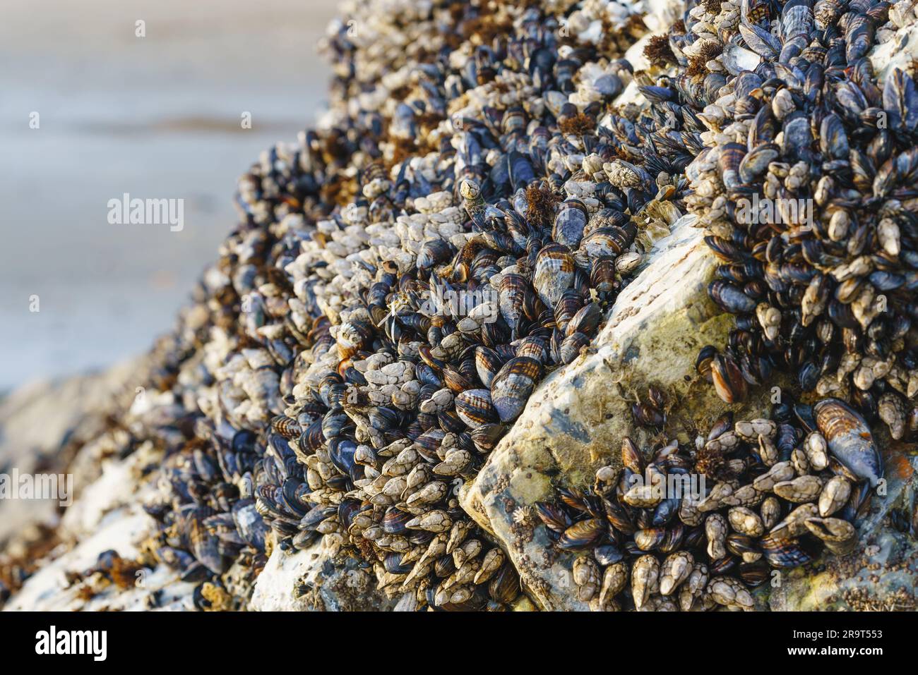 Les barnacles d'oie, ou barnacles à tiges ou barnacles à col de cygne, sont des crustacés qui alimentent les roches à Avila Beach, en Californie Banque D'Images