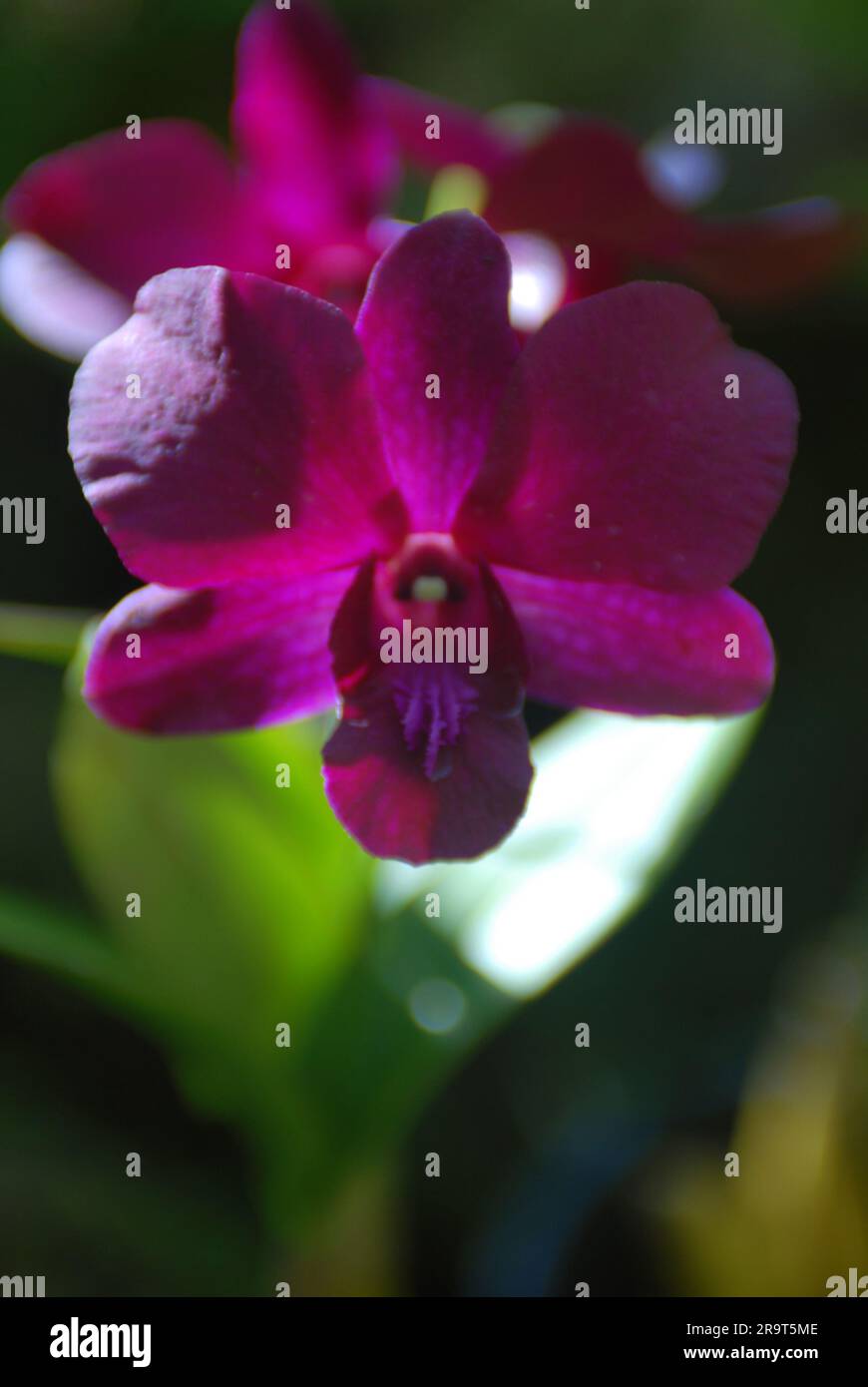 Gros plan des orchidées, jardin du géant endormi, Nadi, Fidji. Banque D'Images