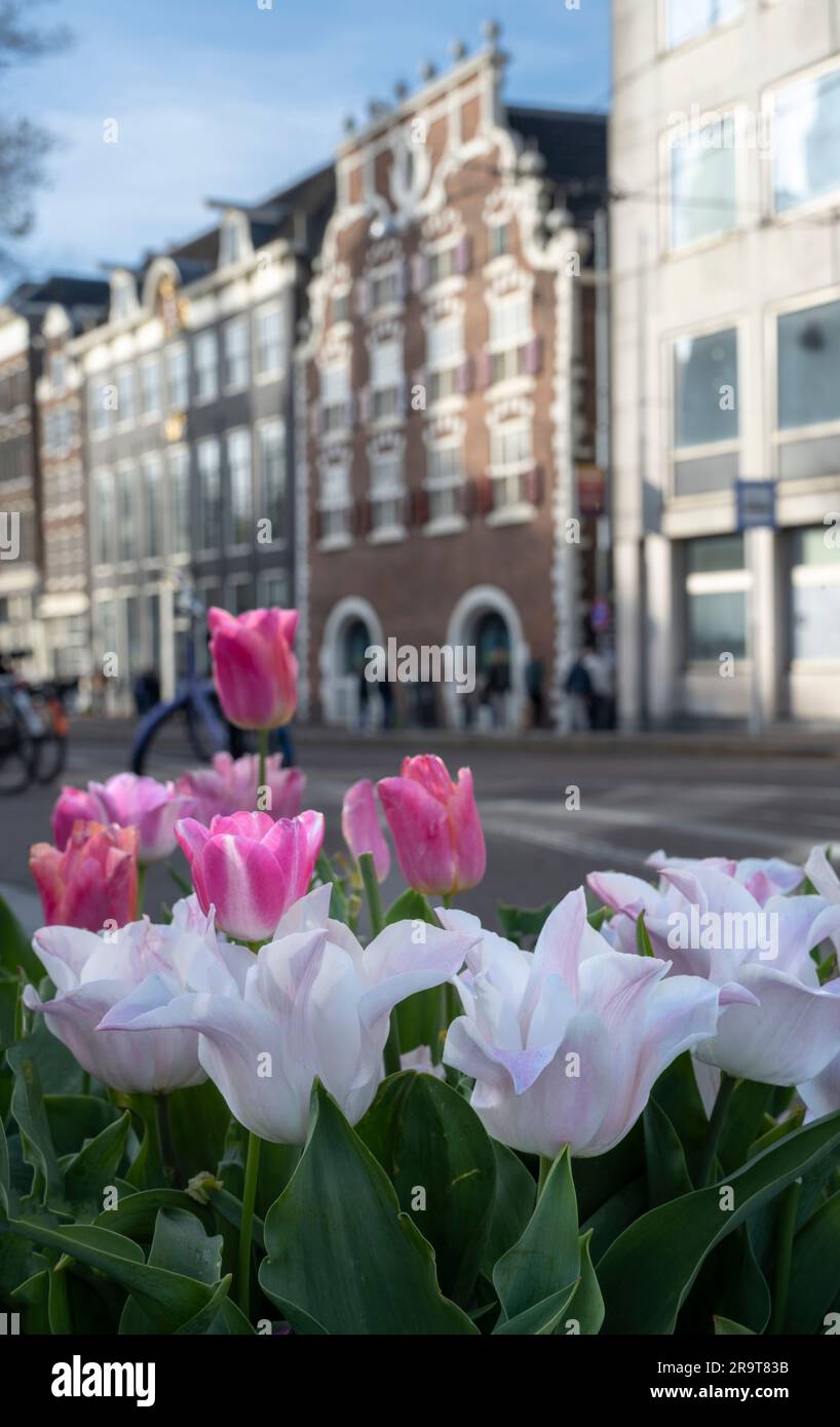 Tulipes roses en fleurs à Amsterdam Banque D'Images