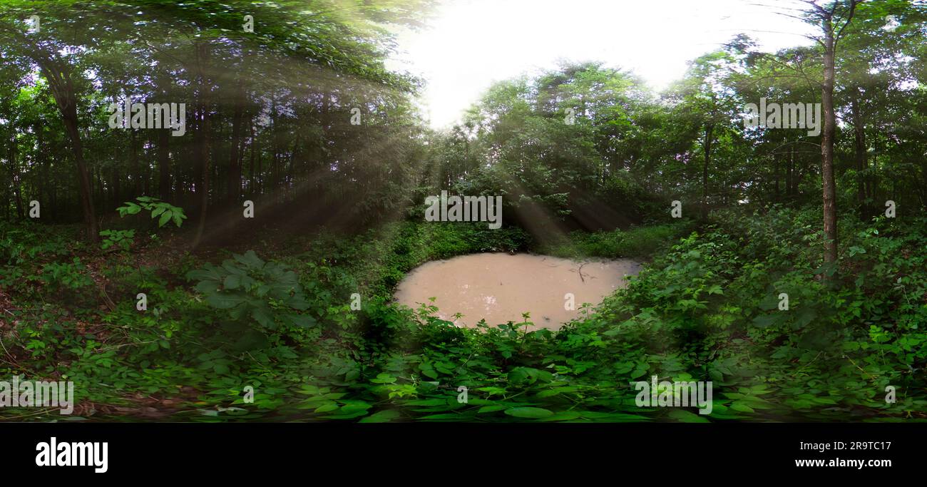 Petit marais dans la forêt avec des faisceaux de soleil qui brillent à travers les arbres Banque D'Images