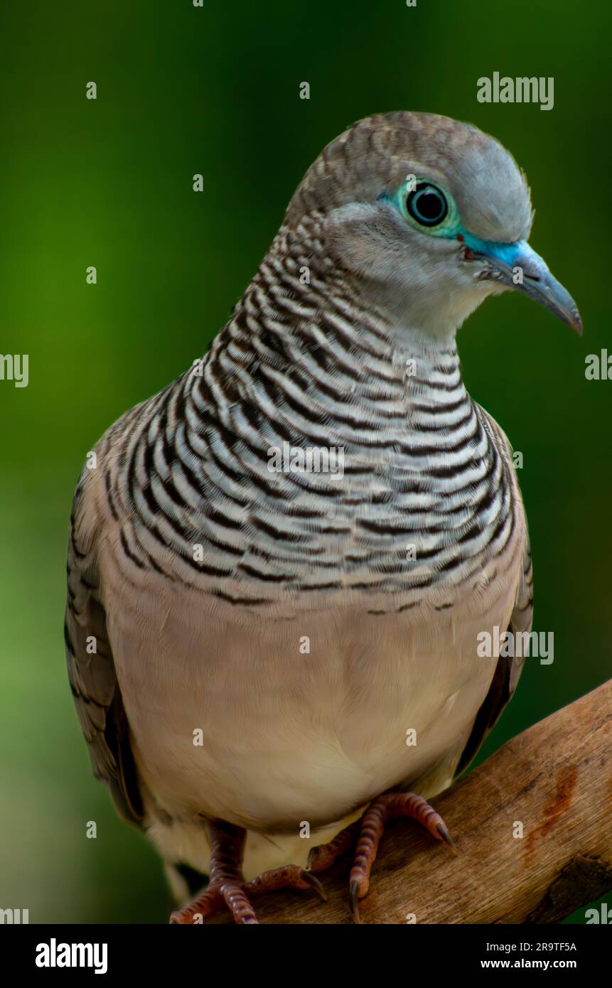 Dove paisible, Geopelia placida. Banque D'Images