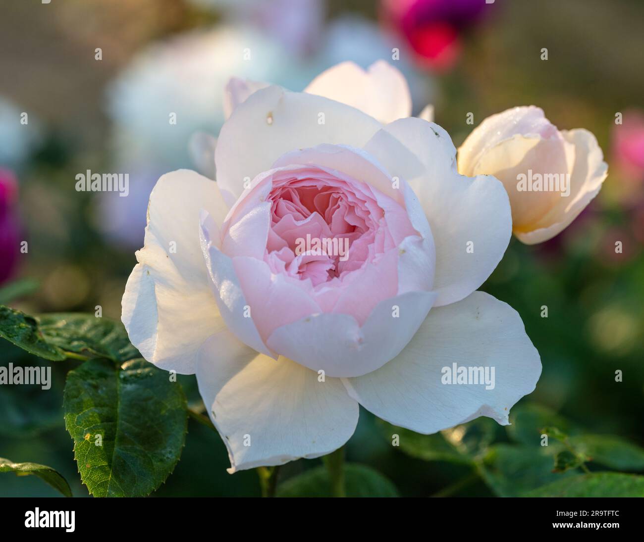 'Gentle Hermione, Ausrumba' Rose anglaise, Engelsk ros (Rosa) Banque D'Images