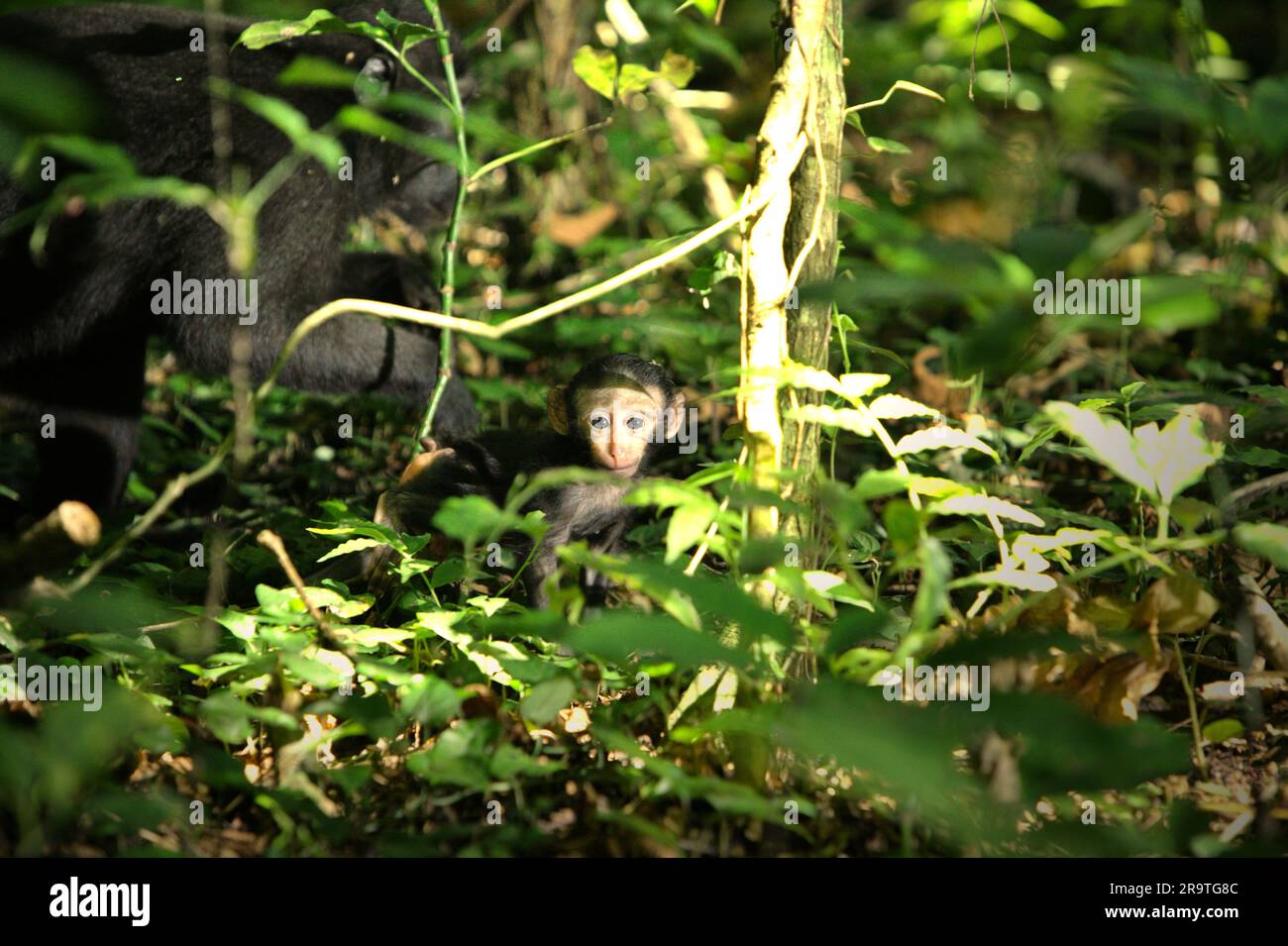 Une progéniture de macaque à craché noir de Sulawesi (Macaca nigra) fixe à l'appareil photo pendant qu'elle est photographiée, car elle fourmille avec un adulte sur le sol de la forêt tropicale des plaines dans la réserve naturelle de Tangkoko Batuangus, dans le nord de Sulawesi, en Indonésie. Le réchauffement de la température peut modifier progressivement les comportements et le cycle de reproduction de cette espèce menacée. « Dans un avenir plus chaud, ils devraient s'ajuster, se reposer et rester à l'ombre pendant les périodes les plus chaudes de la journée. Cela pourrait signifier un vieillissement moins ou pas d'accouplement, ce qui pourrait limiter l'apport alimentaire global et modifier les cycles de reproduction », a écrit un scientifique. Banque D'Images