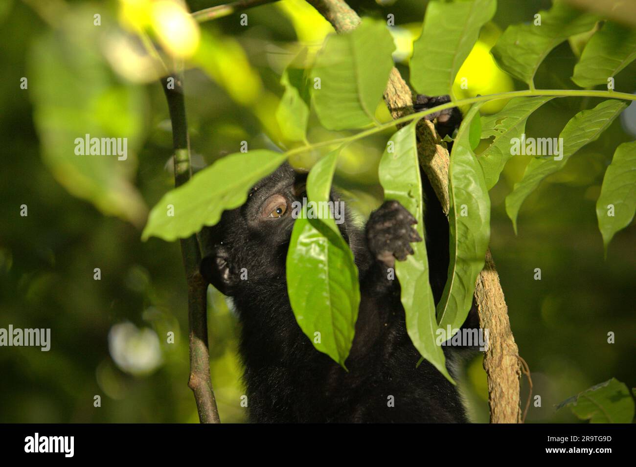 Un Jeune Macaque à Crête Macaca Nigra Tient Une Feuille Alors Quelle Est En Cours D 