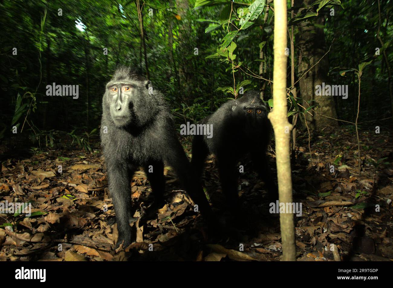 Deux individus de macaque à craché noir de Sulawesi (Macaca nigra) regardent curieusement l'appareil photo tout en photographiant dans la réserve naturelle de Tangkoko, au nord de Sulawesi, en Indonésie. Le changement climatique peut progressivement changer les comportements et le cycle de reproduction de cette espèce menacée, tout en réduisant en même temps la pertinence de son habitat, ce qui pourrait les forcer à sortir d'habitats sûrs et à faire face à des conflits potentiels avec l'homme, disent les scientifiques. Sans le réchauffement de la température, les primates ont déjà souffert de l'augmentation des pressions anthropiques, causant jusqu'à 93% d'espèces à avoir une population en déclin et autour Banque D'Images