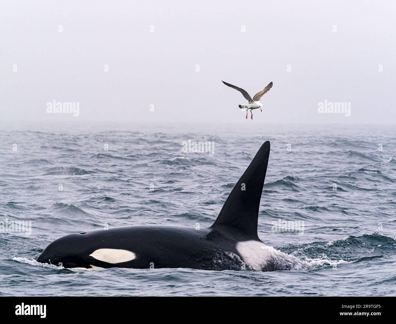 Épaulard, Orcinus orca, Monterey Bay Marine Sanctuary, Californie, États-Unis Banque D'Images