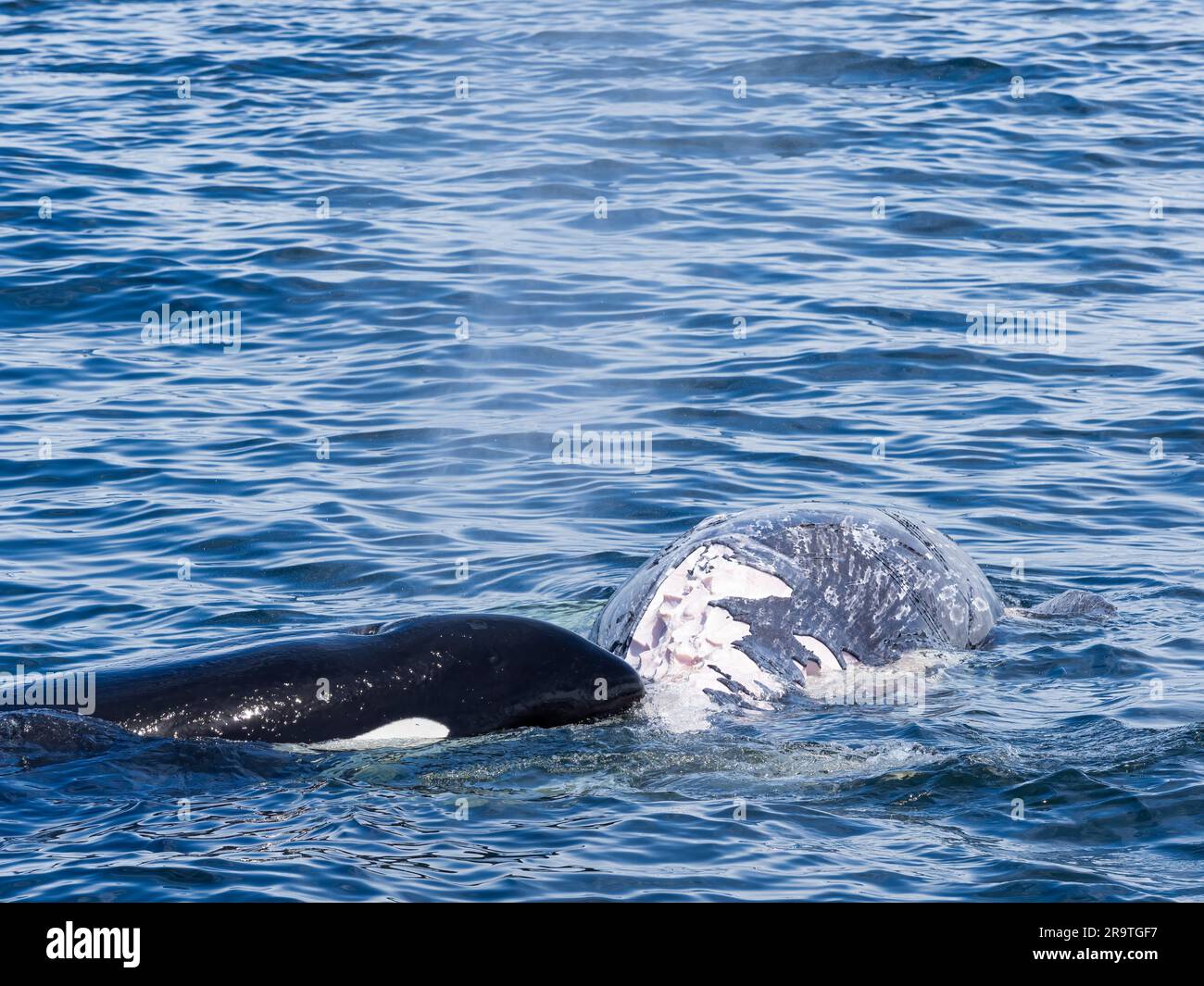 Épaulard, Orcinus orca, se nourrissant d'une carcasse de veau de baleine grise dans le sanctuaire marin de la baie de Monterey, en Californie Banque D'Images