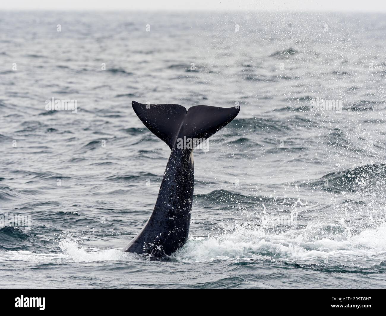 Orque transitoire, Orcinus orca, claquement de queue dans le sanctuaire marin de la baie de Monterey, Monterey, Californie. Banque D'Images