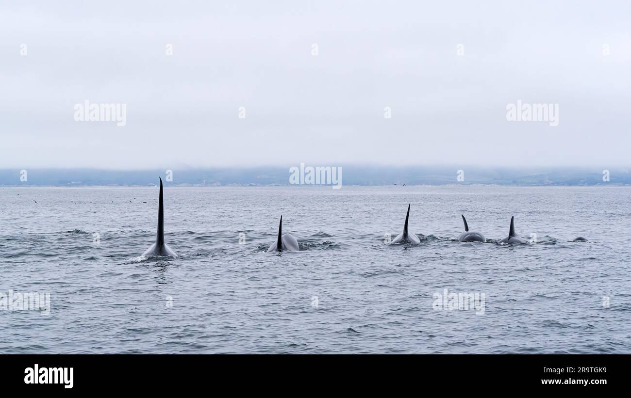 Épaulards temporaires, Orcinus orca, surfaçage dans le sanctuaire marin de la baie de Monterey, Monterey, Californie, États-Unis. Banque D'Images