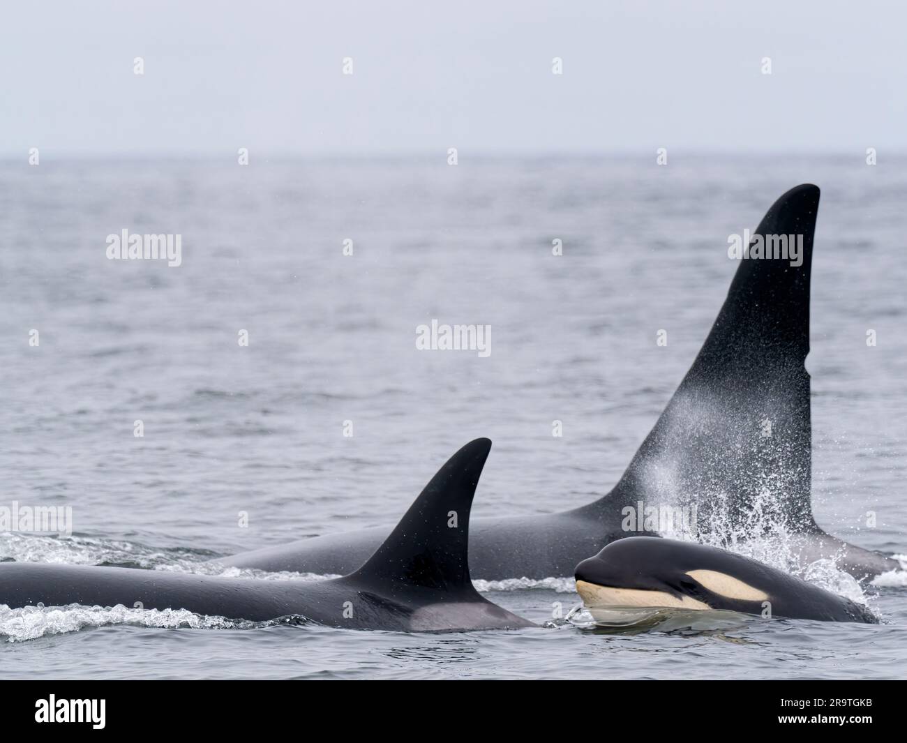 Épaulards temporaires, Orcinus orca, surfaçage dans le sanctuaire marin de la baie de Monterey, Monterey, Californie, États-Unis. Banque D'Images