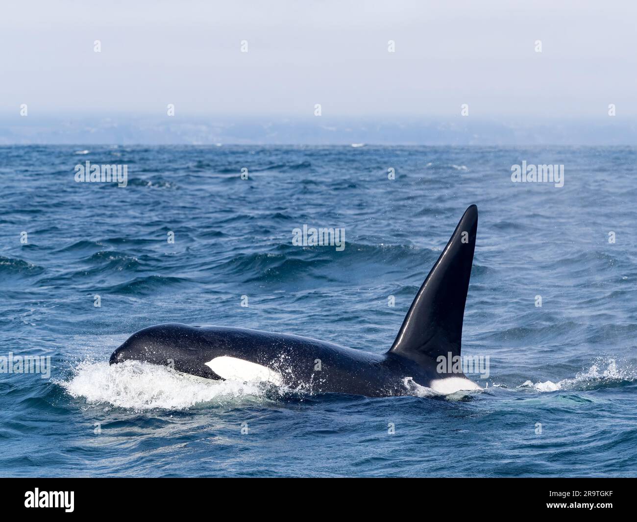 Orque mâle transitoire, Orcinus orca, surfaçage dans le sanctuaire marin de la baie de Monterey, Monterey, Californie. Banque D'Images