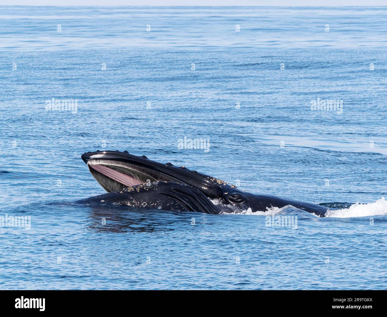 Une baleine à bosse adulte, Megaptera novaeangliae, qui se nourrit de fente de surface dans le sanctuaire marin de la baie de Monterey. Banque D'Images