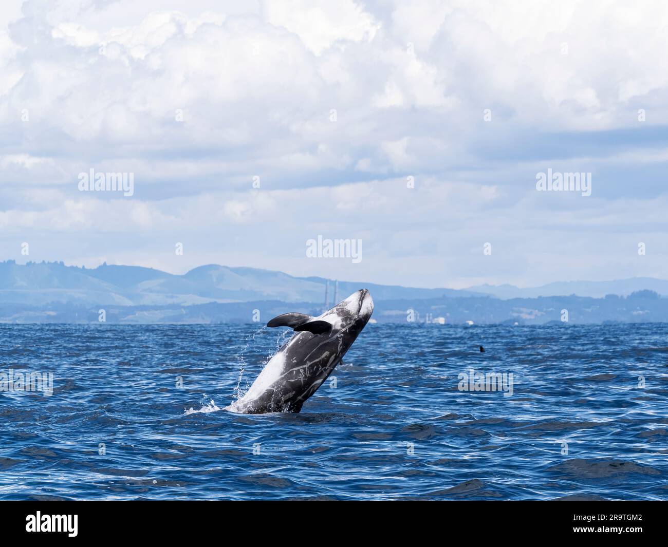 Le dauphin adulte de Risso, Grampus griseus, bondissant dans les airs dans le sanctuaire marin de la baie de Monterey, Californie, États-Unis. Banque D'Images