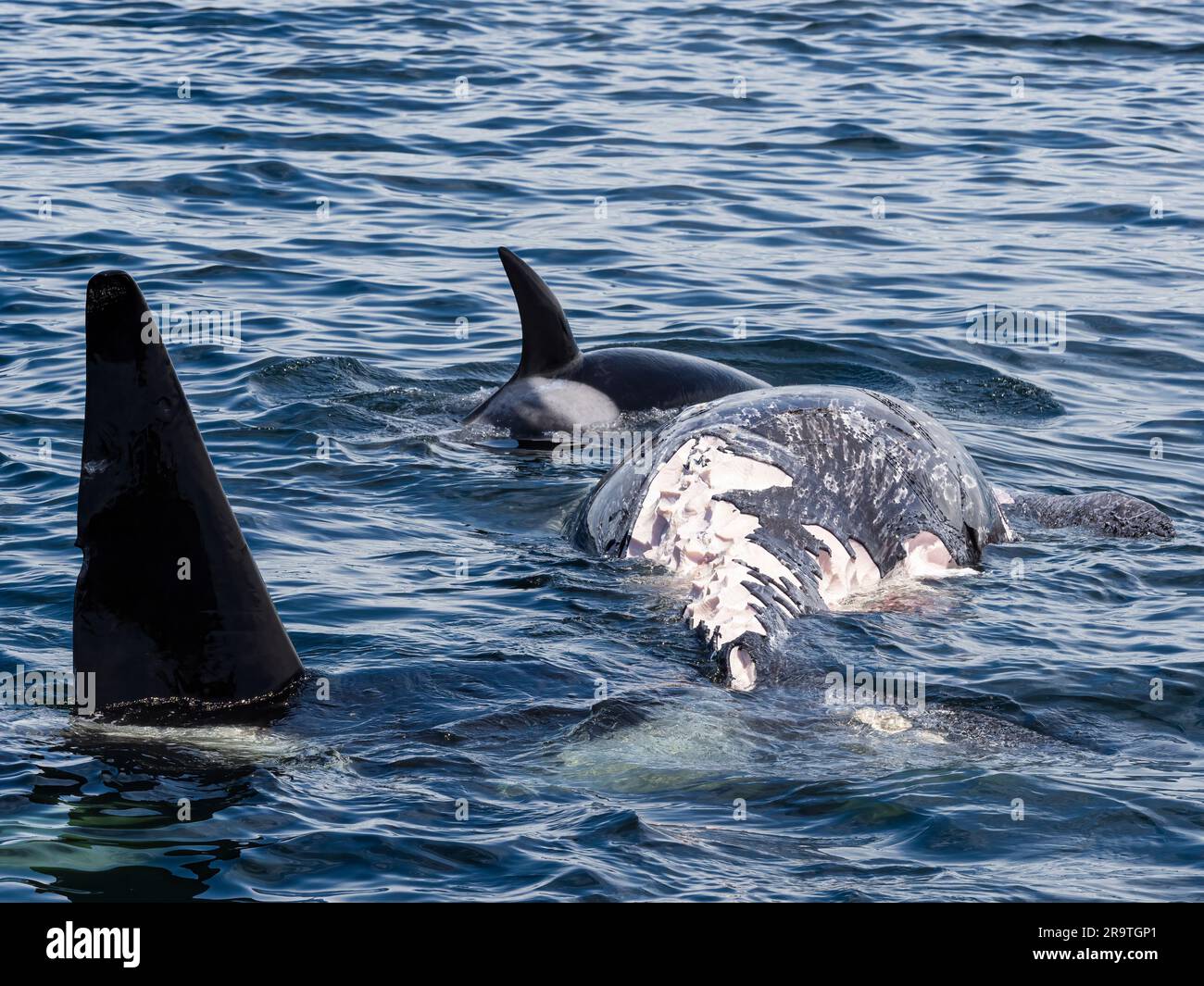 Un groupe de épaulards temporaires, Orcinus orca, se nourrissant d'une carcasse de baleine grise dans le sanctuaire marin de la baie de Monterey, Californie, États-Unis Banque D'Images