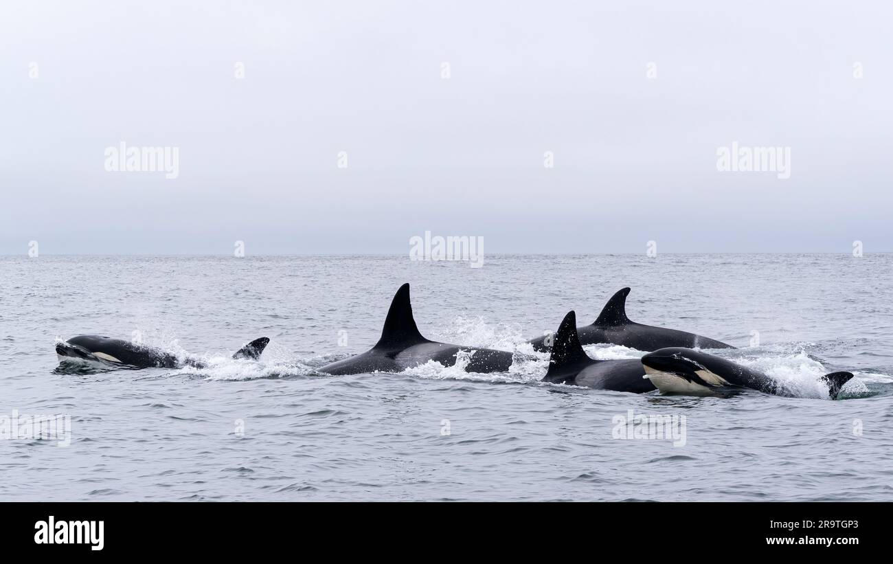 Épaulards temporaires, Orcinus orca, surfaçage dans le sanctuaire marin de la baie de Monterey, Monterey, Californie, États-Unis. Banque D'Images