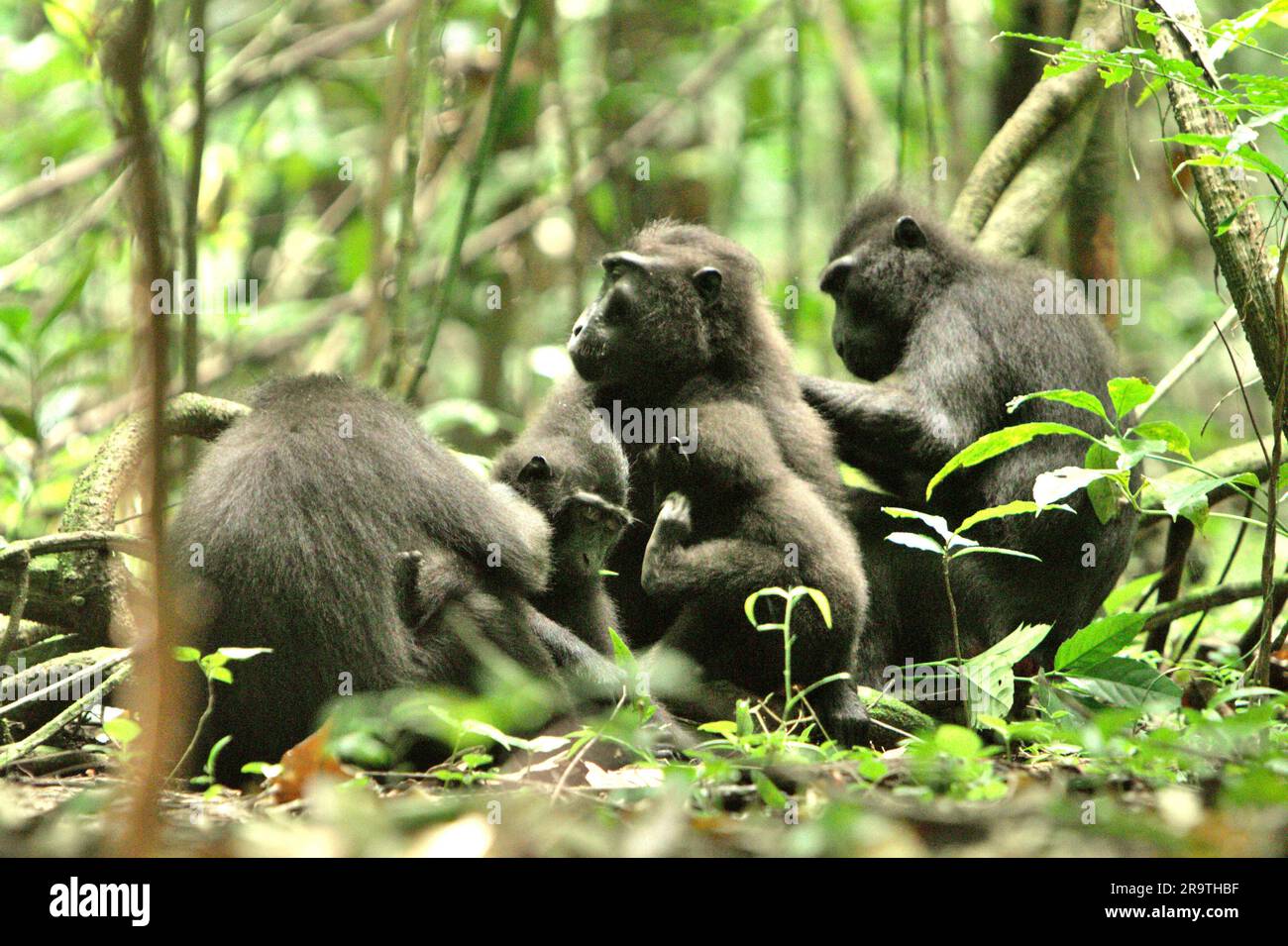 Les macaques à cragoût noir (Macaca nigra) de Sulawesi ont une activité sociale au sol de la forêt tropicale des basses terres dans la réserve naturelle de Tangkoko Batuangus, au nord de Sulawesi, en Indonésie. Le réchauffement de la température peut modifier progressivement les comportements et le cycle de reproduction de cette espèce menacée. « Dans un avenir plus chaud, ils devraient s'ajuster, se reposer et rester à l'ombre pendant les périodes les plus chaudes de la journée. Cela pourrait signifier moins ou pas d'accouplement, ce qui pourrait limiter l'apport alimentaire global et modifier les cycles de reproduction », a écrit Brogan M. Stewart, un scientifique, dans son rapport sur la conversation. Banque D'Images