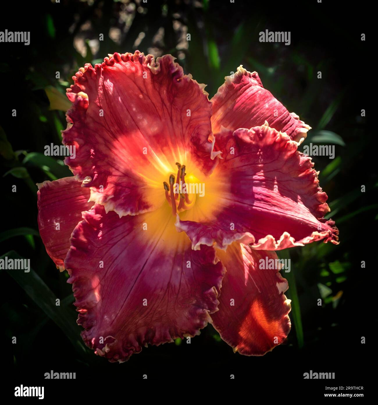 Daylily, plante florale du genre Hemerocallis, jardin Botanico de la Concepcion, Malaga, Andalousie, Espagne Banque D'Images