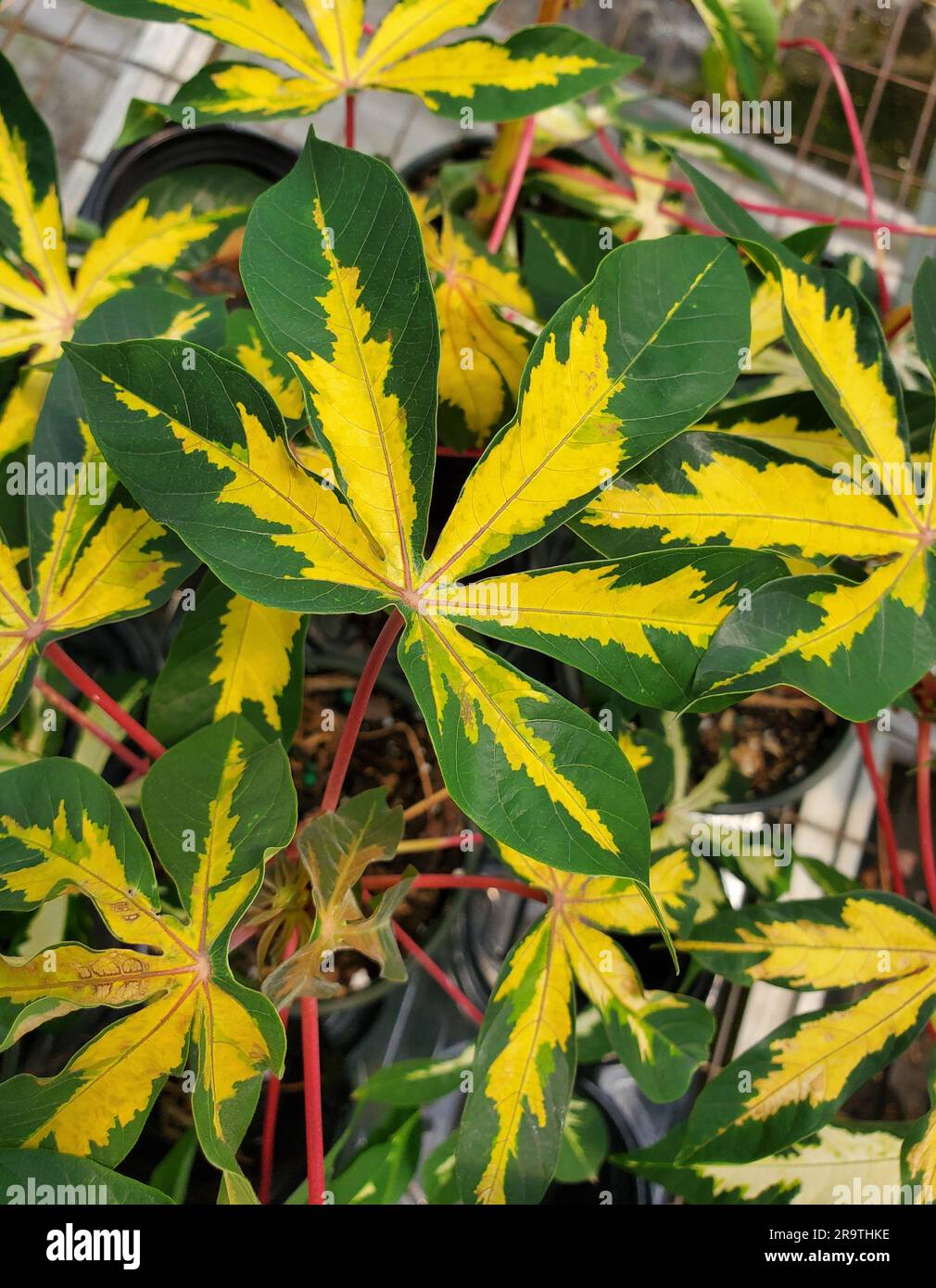 Les feuilles de manioc ornemental variégées de couleur jaune et verte Banque D'Images