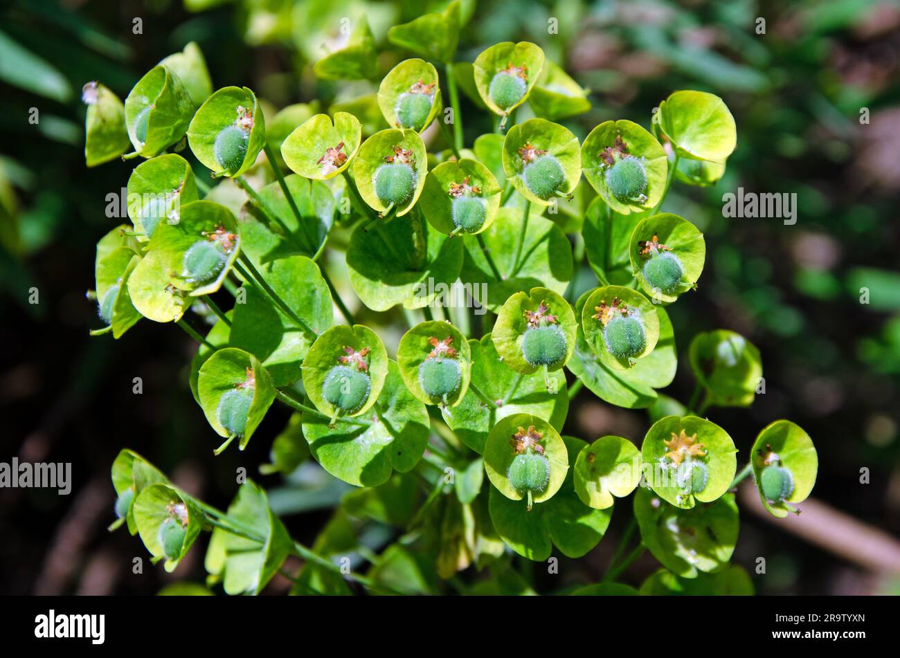 Gros plan macro image de fleurs d'orfles méditerranéennes. Euphorbia chacias subsp. wulfenii Banque D'Images