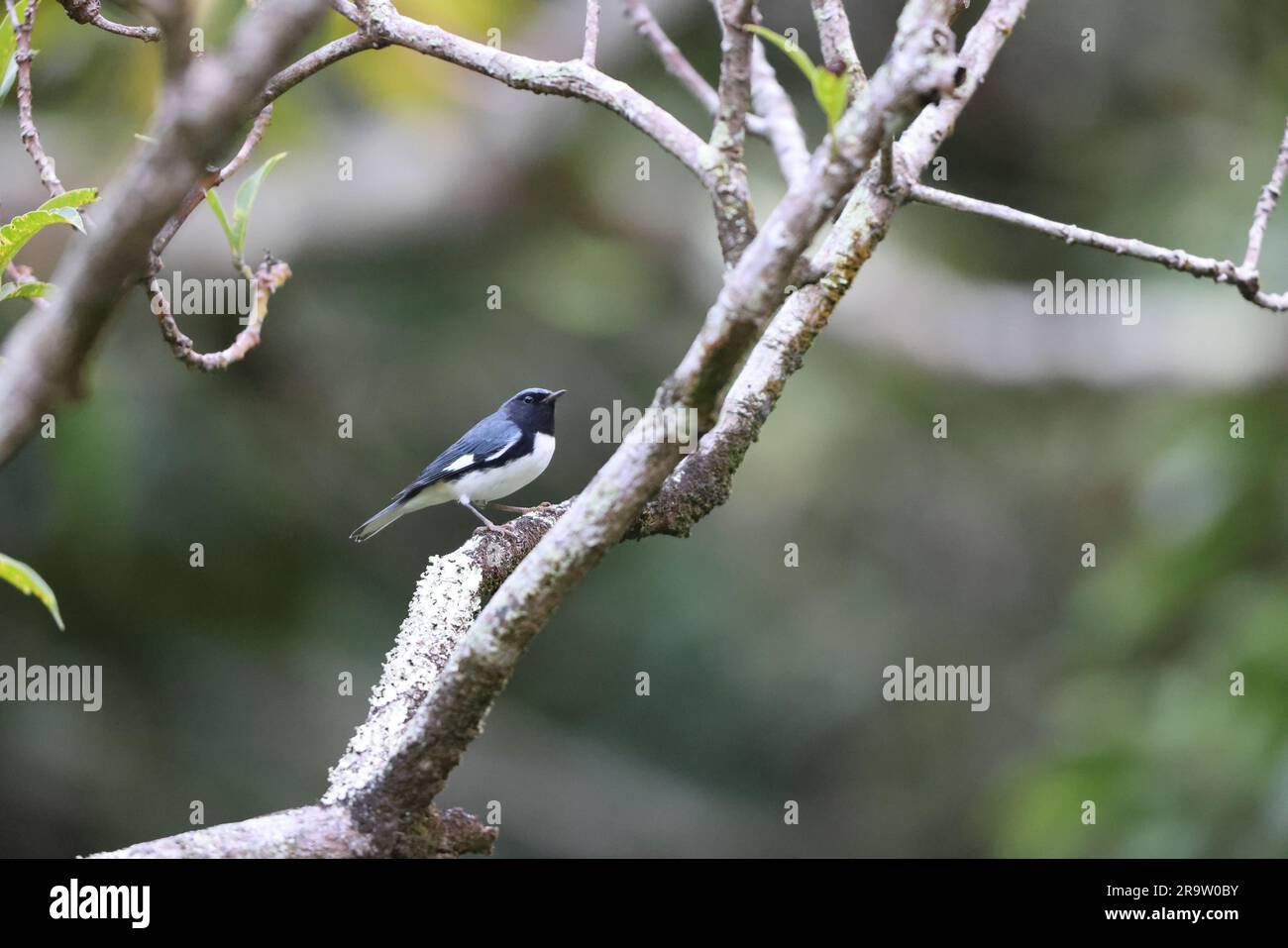 Paruline bleue à gorge noire (Setophaga caerulescens) en Jamaïque Banque D'Images