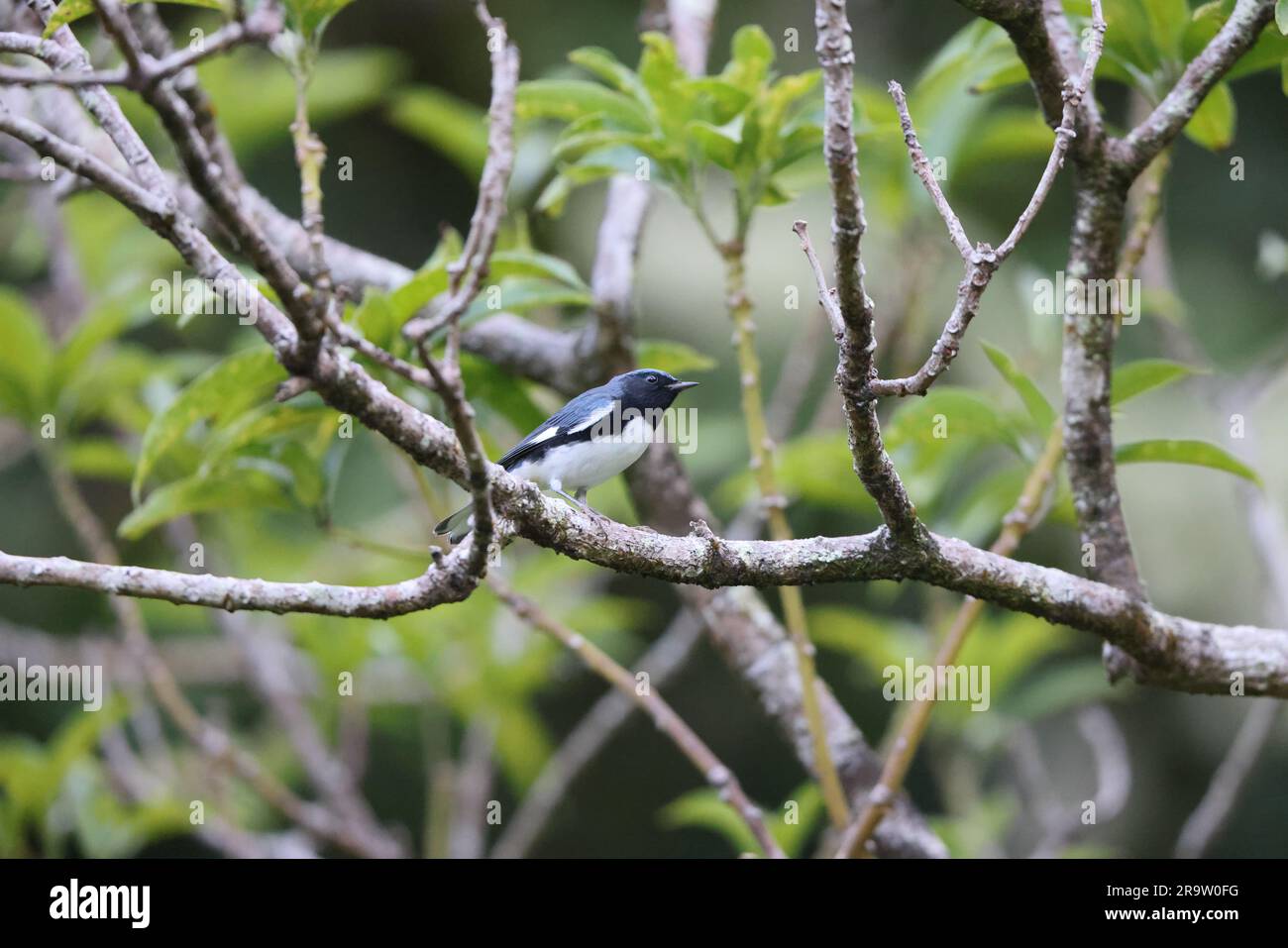 Paruline bleue à gorge noire (Setophaga caerulescens) en Jamaïque Banque D'Images