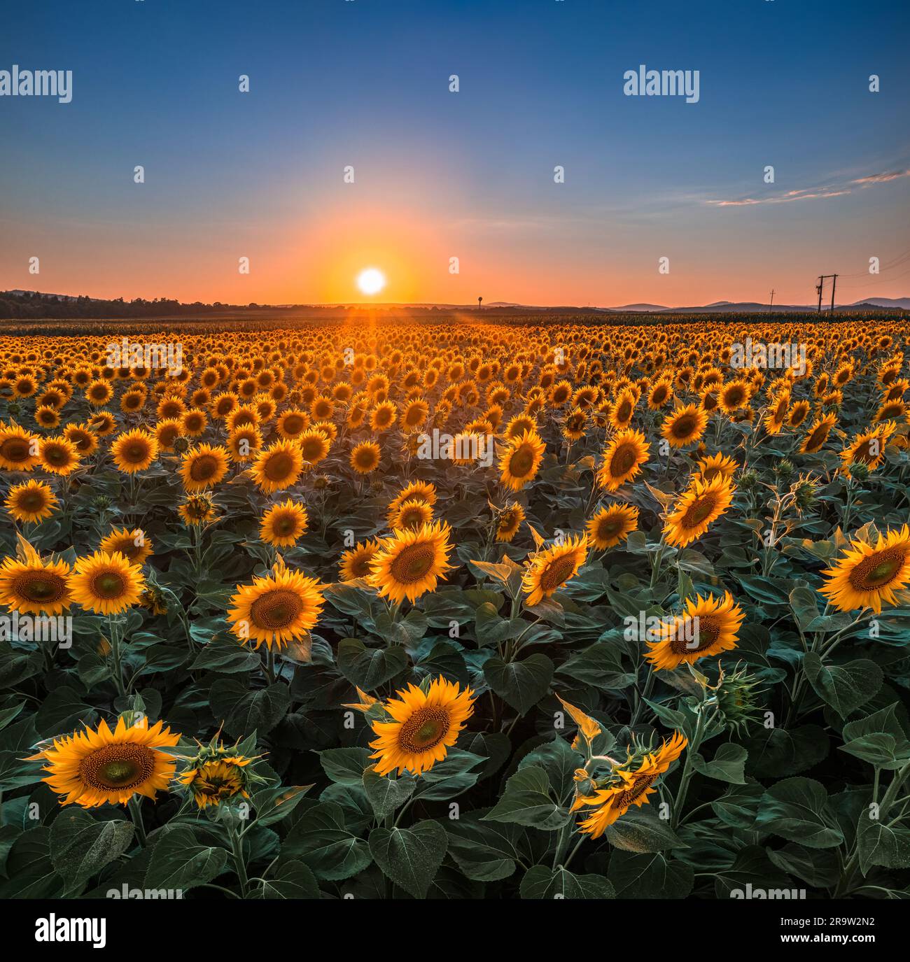 Balatonfuzfo, Hongrie - champ de tournesol aux couleurs chaudes en été avec soleil couchant et ciel bleu clair à l'arrière-plan près du lac Balaton. Agricole Banque D'Images