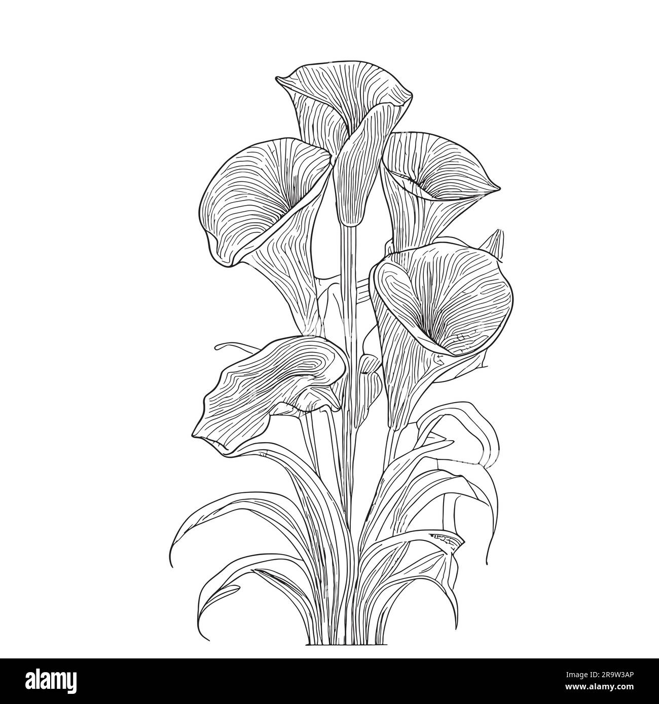 Calla lilas bouquet croquis dessiné à la main dans un style d'illustration de l'oolle Illustration de Vecteur