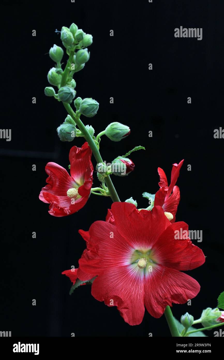 La fleur de guimauve (Althaea officinalis) est une plante utile pour la santé humaine. Photo de plantes médicinales et de fleurs de guimauve. Banque D'Images