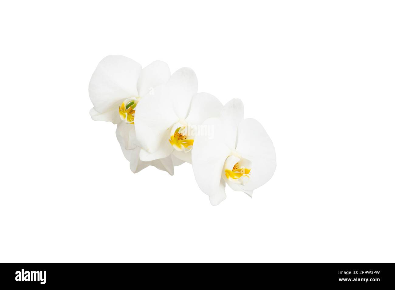 Fleurs d'orchidées blanches isolées sur fond blanc, flou de gros plan Banque D'Images