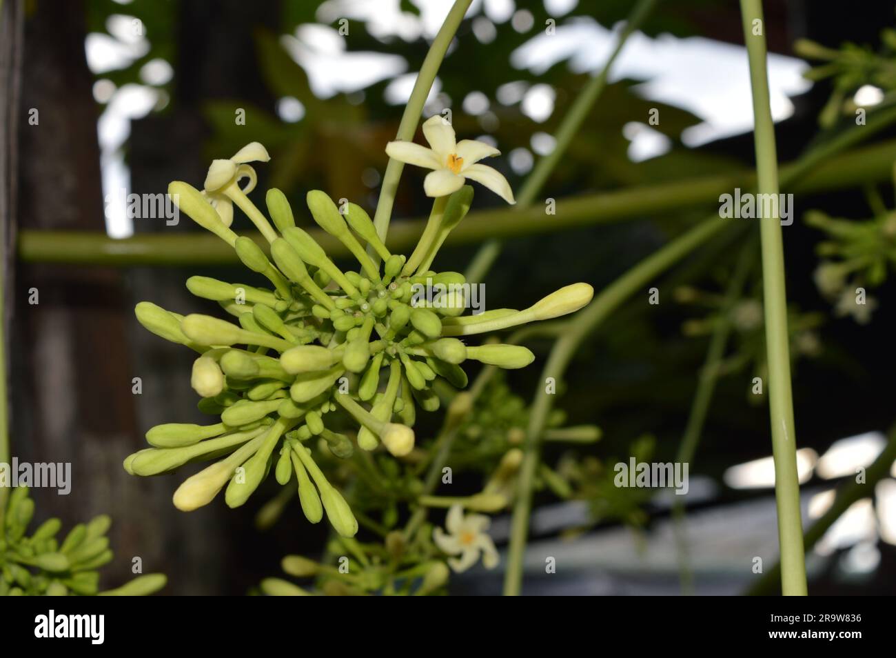 La fleur de papaye ou la fleur de pawpaw sont en plein essor. Banque D'Images