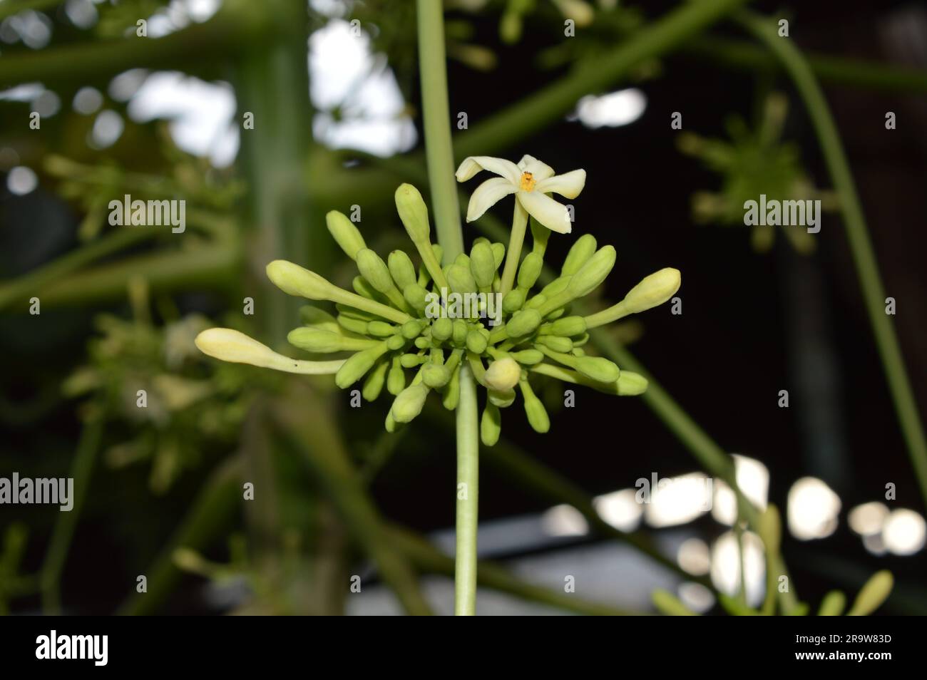 La fleur de papaye ou la fleur de pawpaw sont en plein essor. Banque D'Images