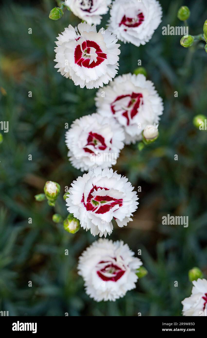 Dianthus Coconut Sundae - Dianthus x hybrida Blooming fleurs dans le jardin britannique en été Banque D'Images