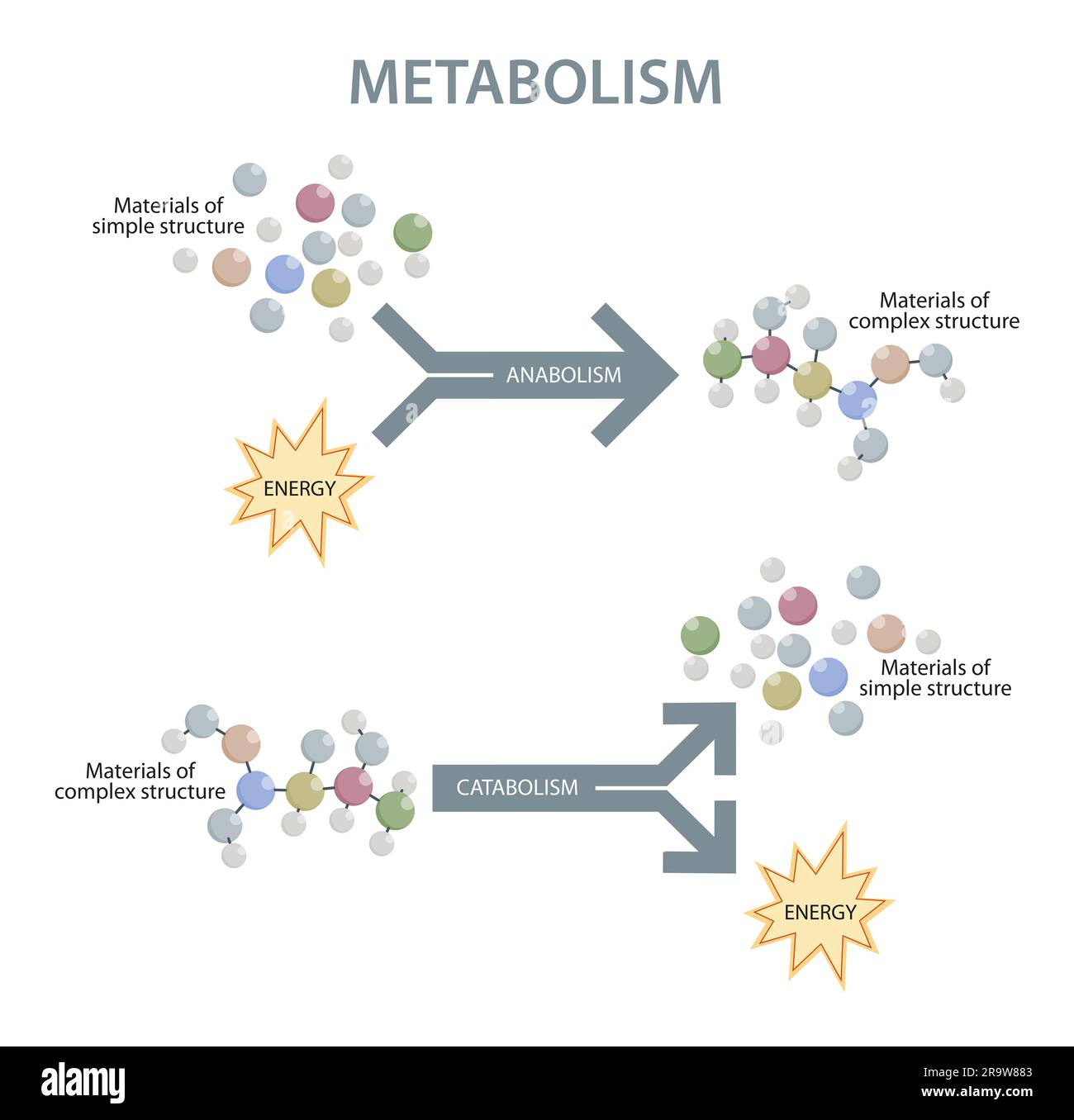 Illustration du métabolisme de l'organisme humain Banque D'Images
