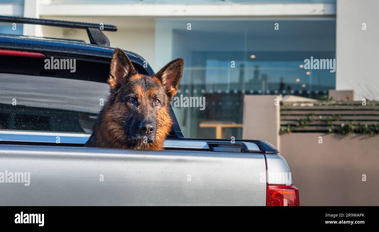 Ute sur la rue de banlieue portant un grand chien à l'arrière. De l'eau tombe sur le visage du chien après la pluie. Auckland. Banque D'Images