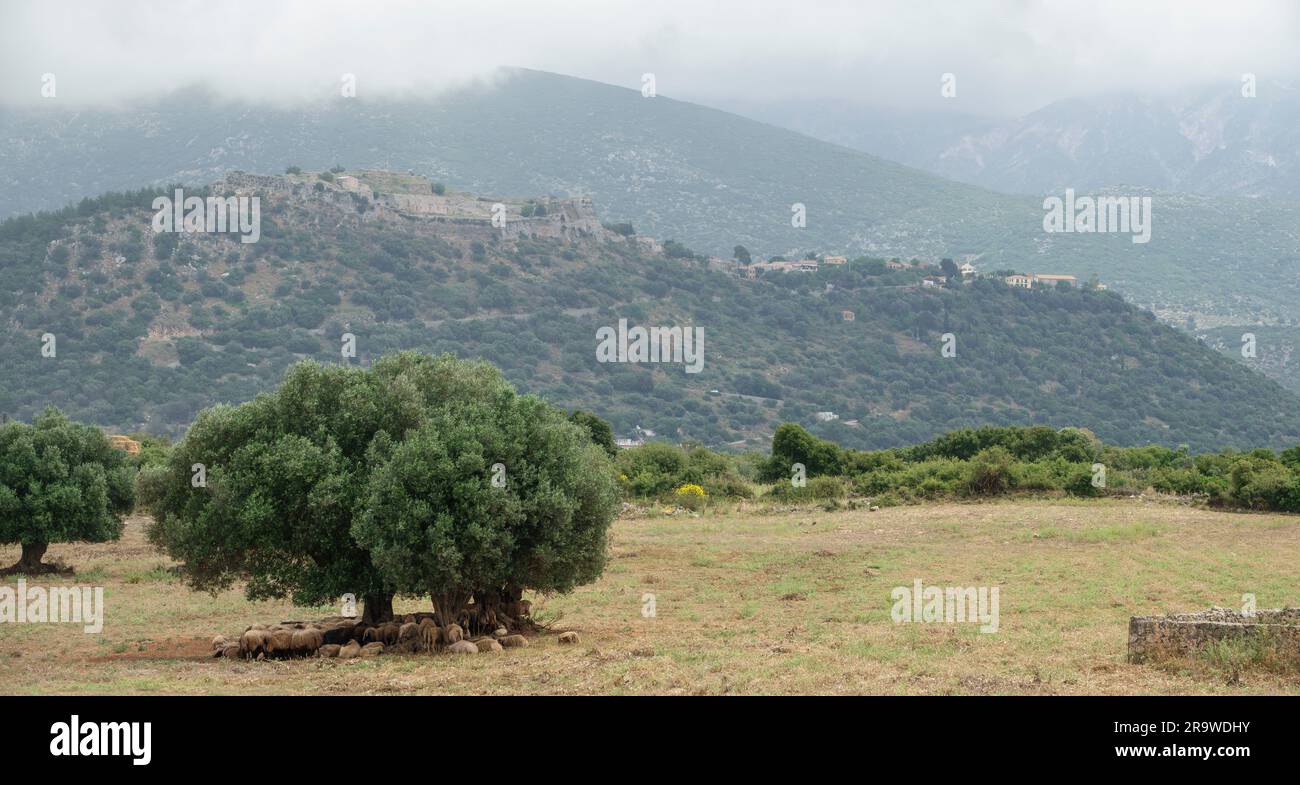Moutons s'abritant sous les oliviers dans le champ sur l'île de Céphalonie Grèce avec le château de St George sur une colline lointaine. Banque D'Images