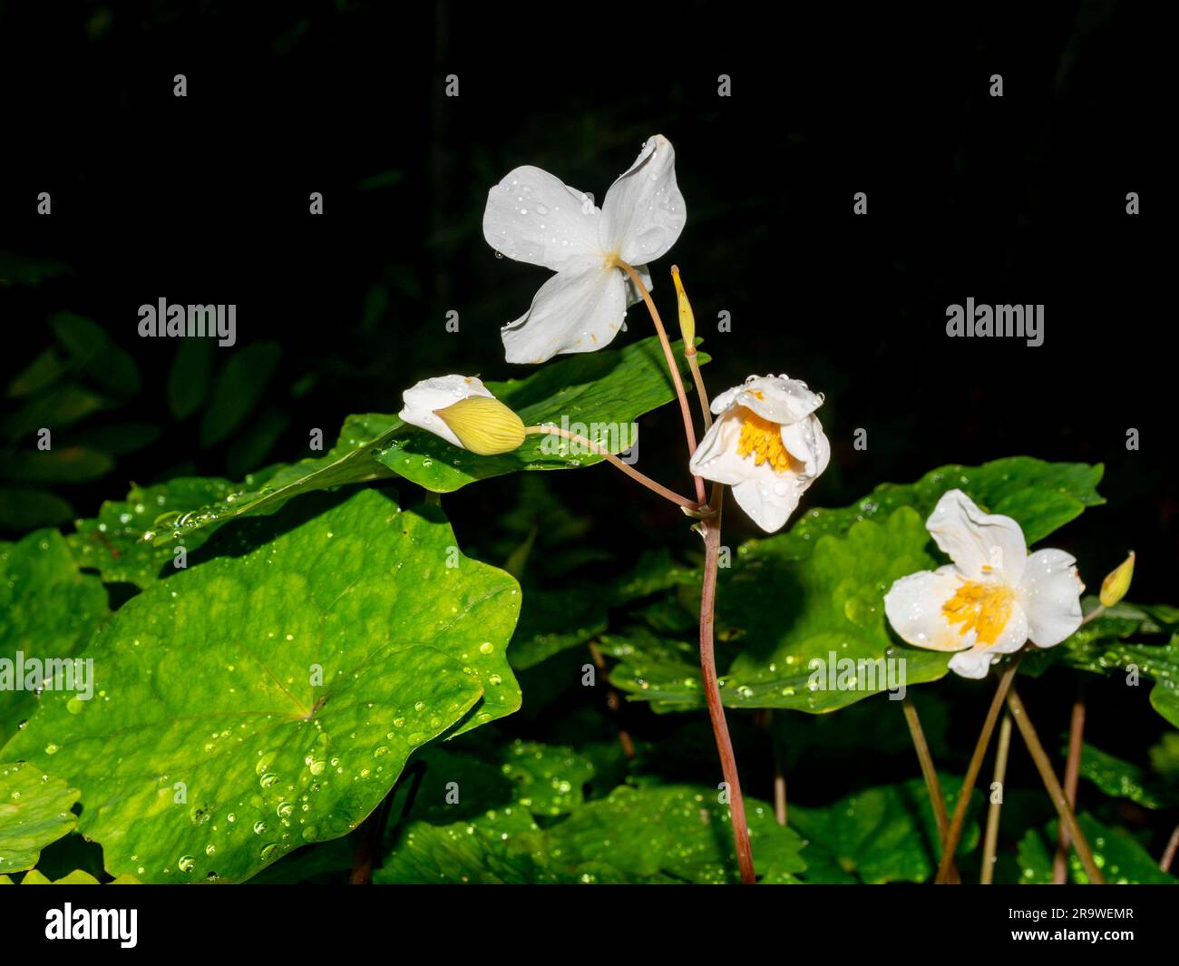 Eomecon chionantha Hance de la province de Jiangxi, plante sauvage Banque D'Images