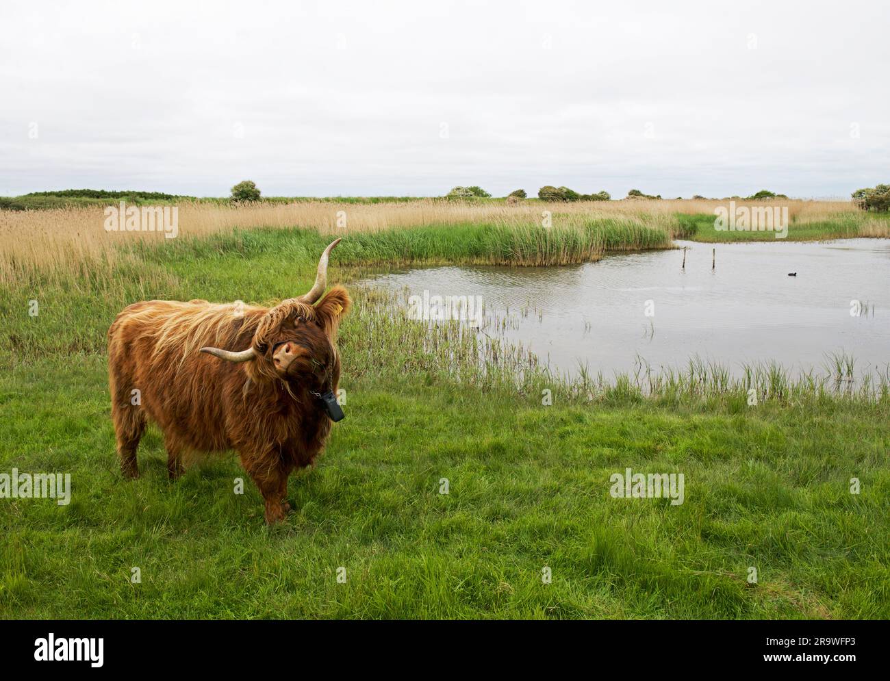 Vache des Highlands au canal Scrape, Spurn point, East yorkshire, Angleterre Royaume-Uni Banque D'Images