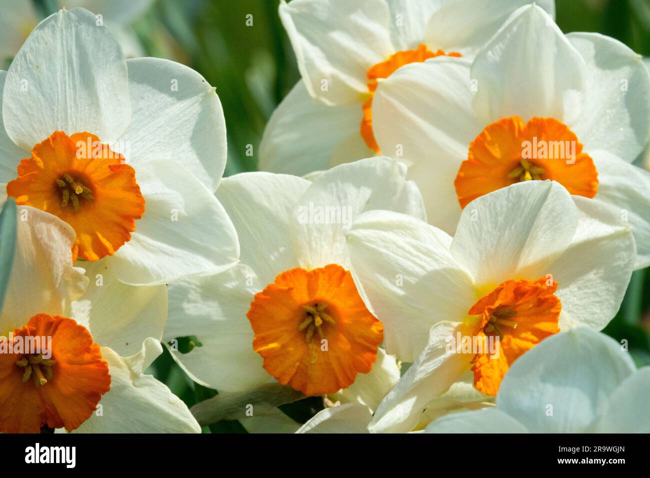 Blanc, Orange, fleurs, Grande-cuvette, Narcissus 'Kissproof', Jonquilles, printemps, Narcissus, floraison Banque D'Images