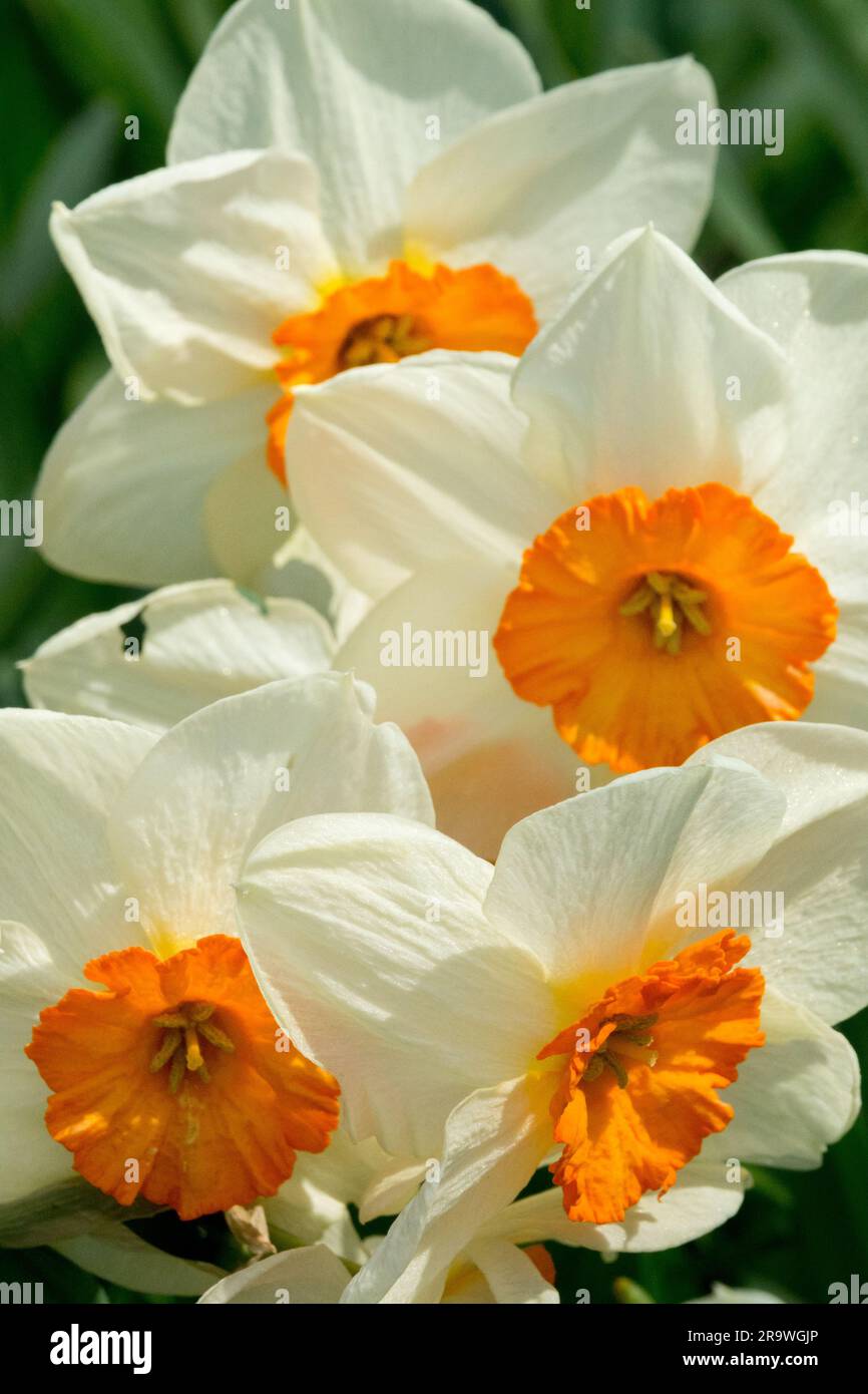 Blanc, Orange, fleurs, Grande-cuvette, Narcissus 'Kissproof', Jonquilles, printemps, Narcissus, floraison Banque D'Images