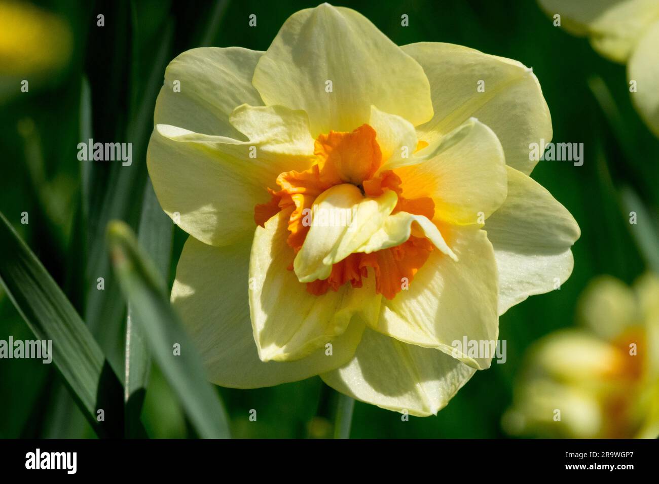 Jonquille Narcisse double mode Fleur Narcisse jaune pâle Orange jonquille Narcisse Fleur en gros plan Banque D'Images