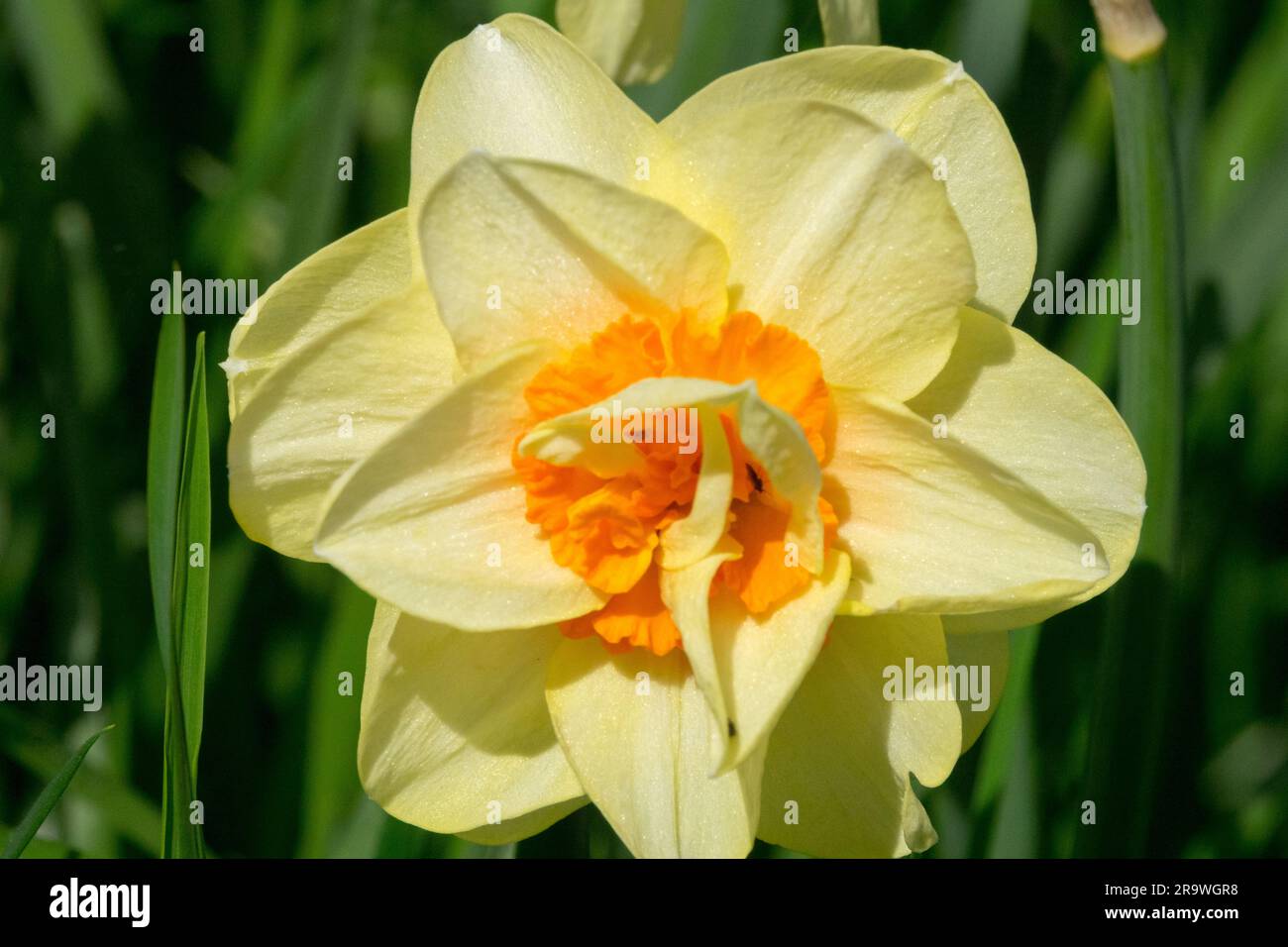 Jonquille, Narcissus, fleur, fleur de jonquille, jaune, Orange, Narcissus « Double Fashion » Banque D'Images