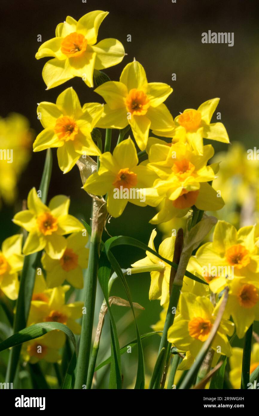 Jonquilles Narcisse 'Falconet' Daffodil, Fleur, jaune, Narcisse 'Falconet' Banque D'Images