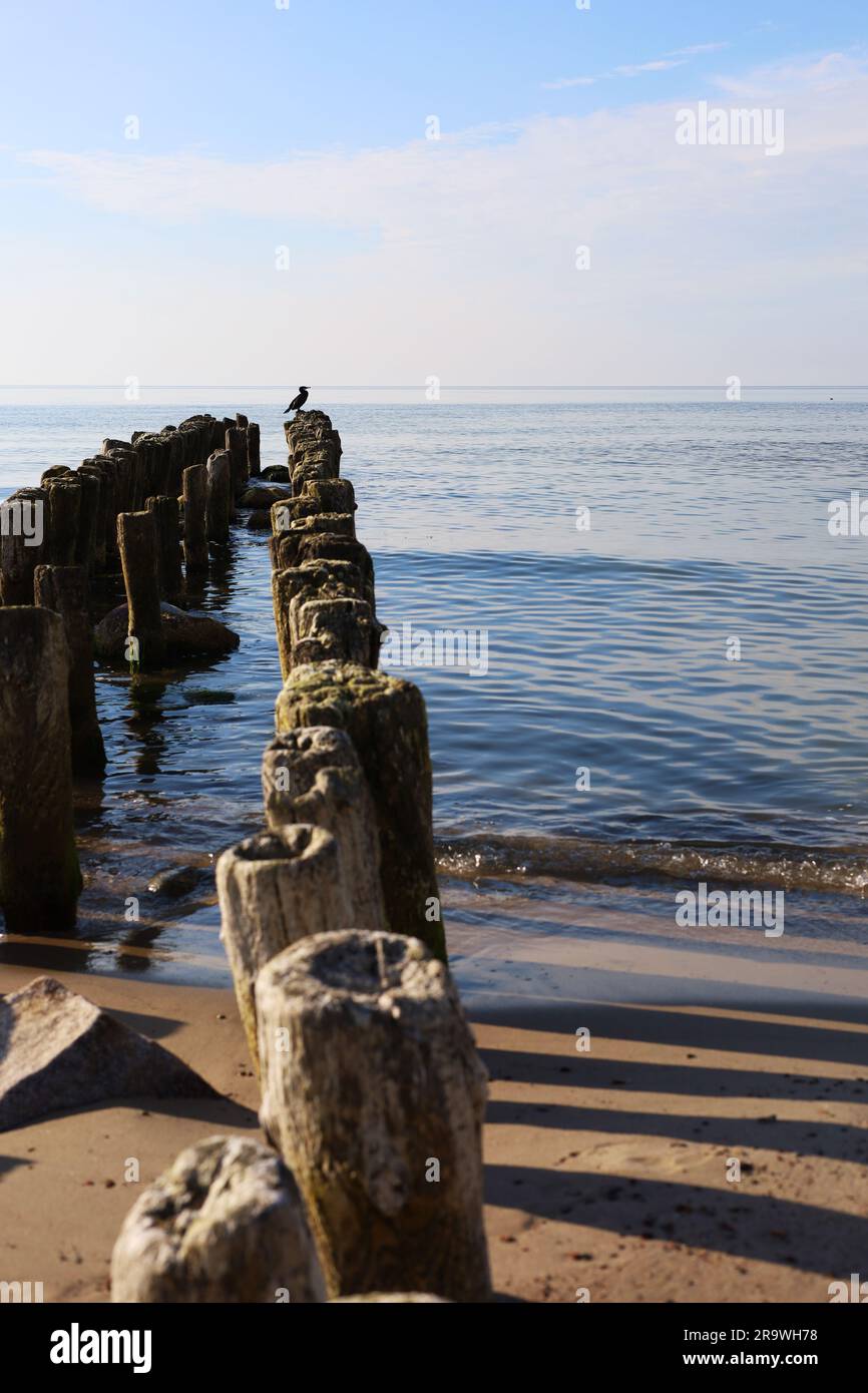 Un brise-lames sur le bord de mer fait de supports en bois. Les mouettes s'assoient au milieu de la mer. Journée ensoleillée et lumineuse Banque D'Images