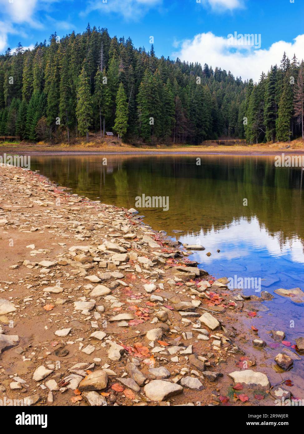 forêt de conifères au bord du lac. magnifique paysage d'automne par temps ensoleillé Banque D'Images