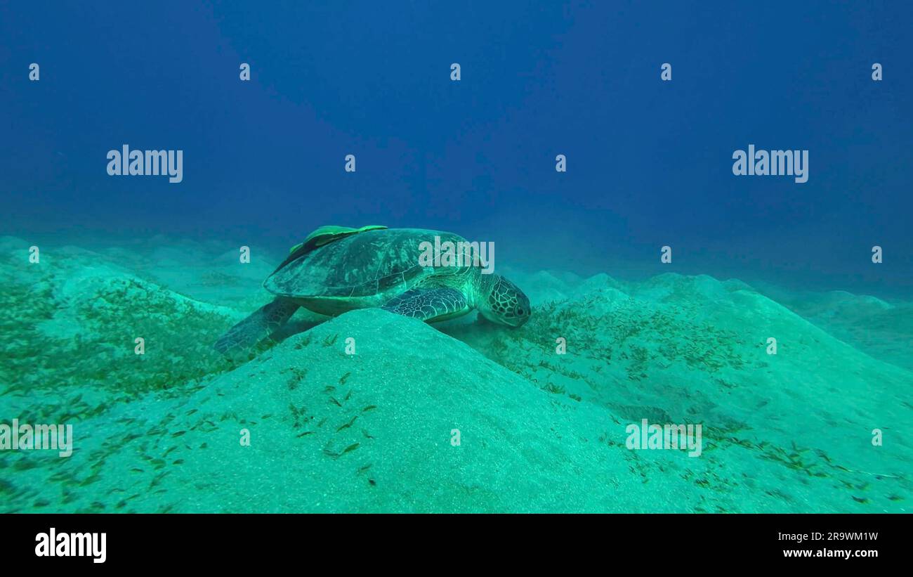 Photo grand angle de tortue de mer paître sur les fonds marins, ralenti. Grande Tortue verte (Chelonia mydas) manger des algues vertes sur le pré de l'agule Banque D'Images