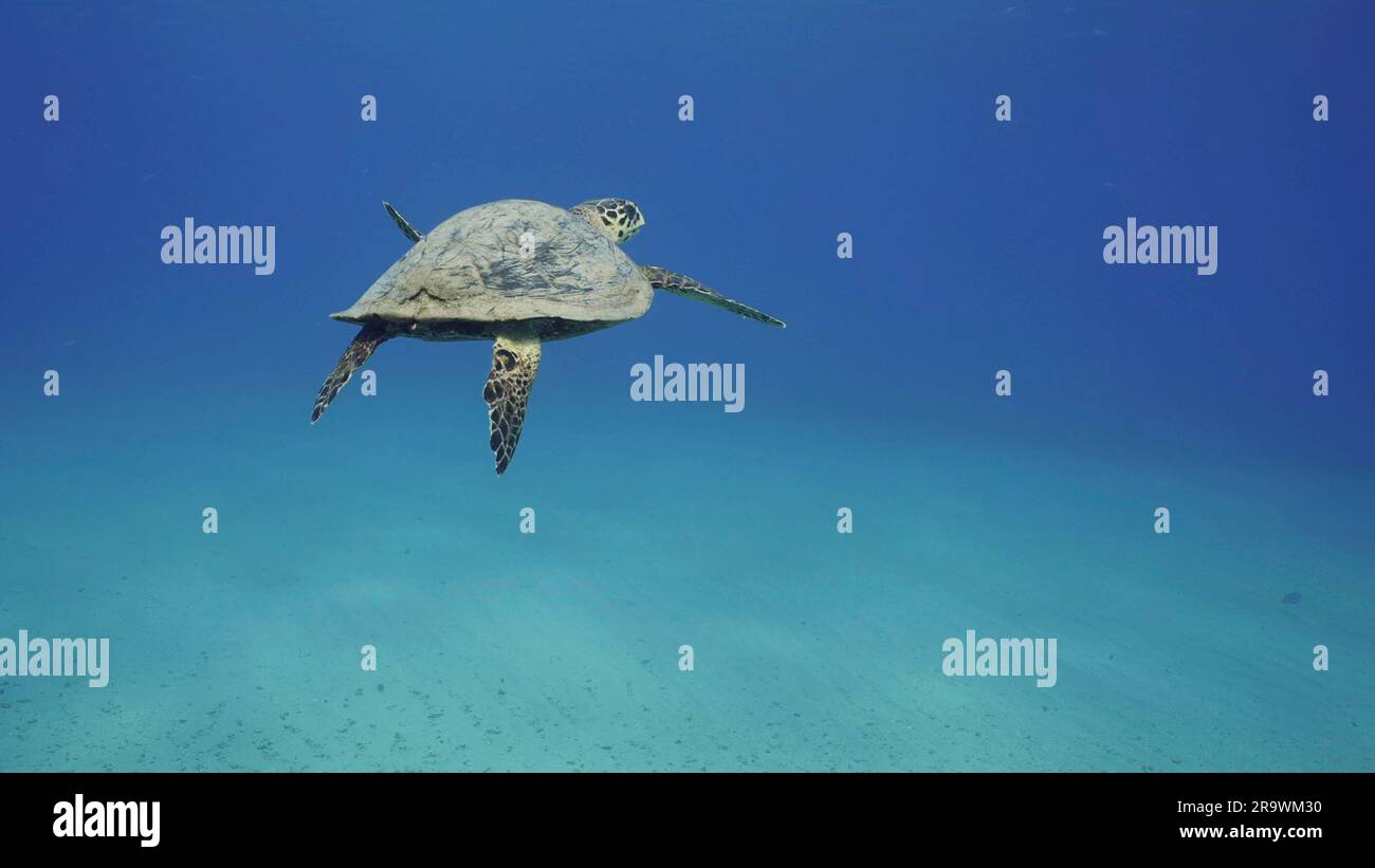 Vue arrière de la tortue de mer de Hawksbill (Eretmochelys imbricata) ou de Bissa nagent dans l'océan bleu, la mer Rouge, Egypte Banque D'Images