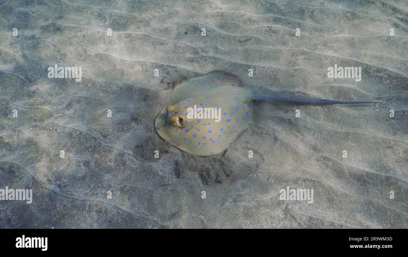 Stingray recherche de la nourriture au fond le jour ensoleillé. Le Stingray à pois bleus ou le rayon de la queue de cochon (Taeniura lymma) creuse le sable sur le fond marin Banque D'Images