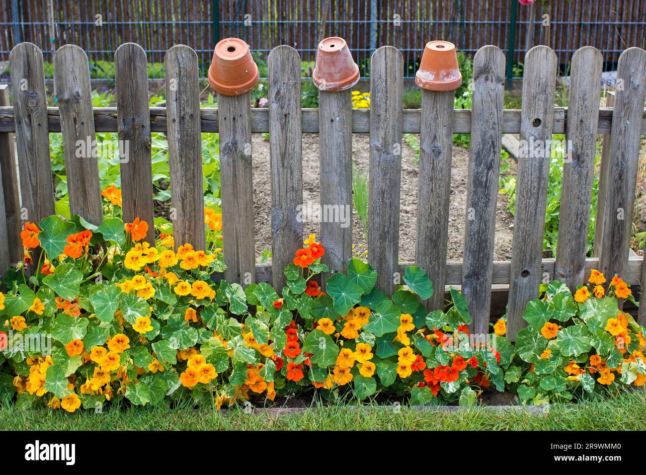 fleurs de naturtium dans le jardin Banque D'Images