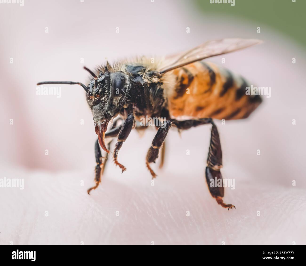 Vue rapprochée d'une abeille humide sur une surface légère Banque D'Images